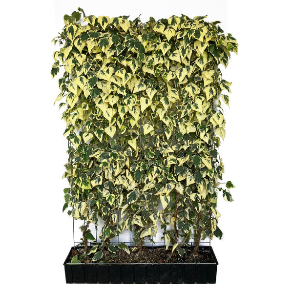 Siepe pronta: edera del Caucaso 'Dentata Variegata' – Altezza 180 cm