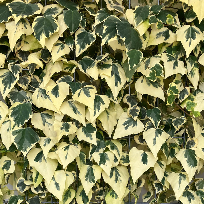 Siepe pronta: edera del Caucaso 'Dentata Variegata' – dettaglio e in giardino