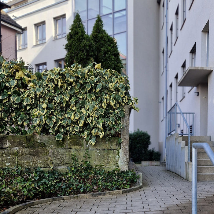 Siepe pronta: edera del Caucaso 'Dentata Variegata' – dettaglio e in giardino