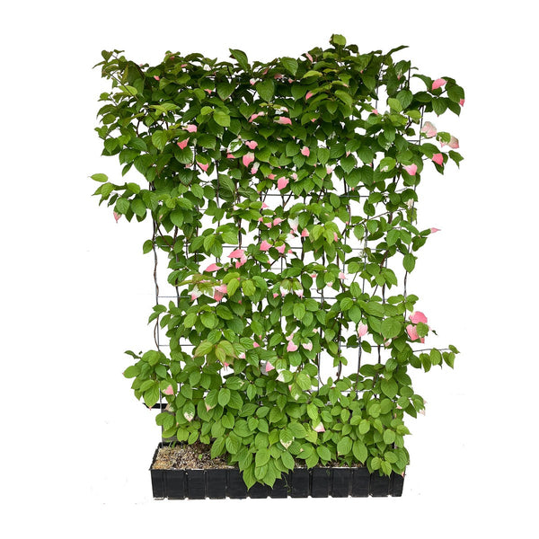 Siepe pronta: kiwi 'Dr. Szymanowski' – Altezza 180 cm