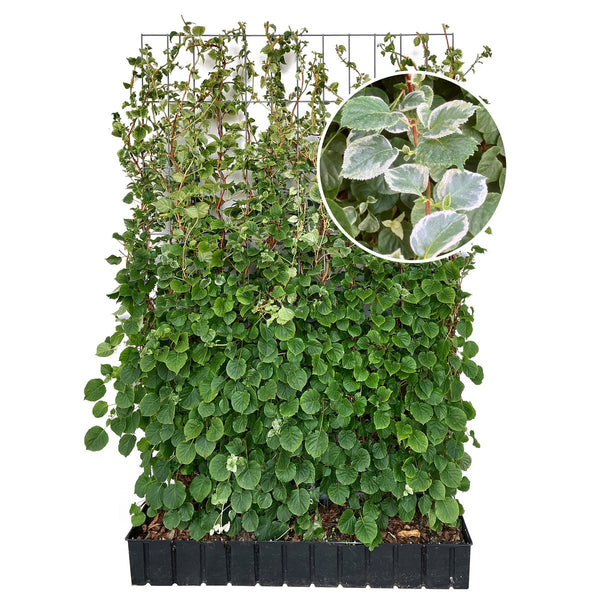 Siepe pronta: ortensia rampicante 'Take a Chance' – Altezza 180 cm