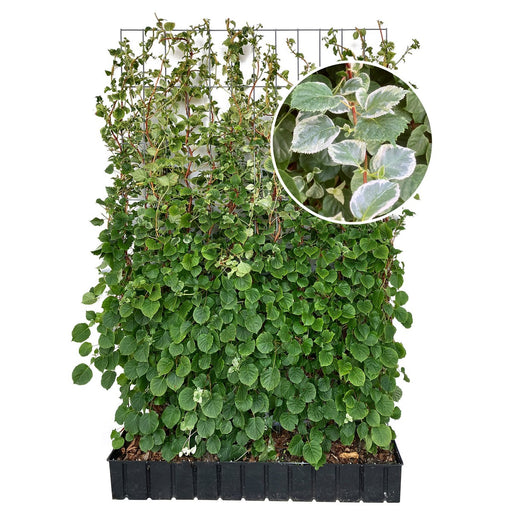Siepe pronta: ortensia rampicante 'Take a Chance' – Altezza 180 cm