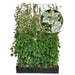 Siepe pronta: ortensia rampicante 'Take a Chance' – Altezza 180 cm