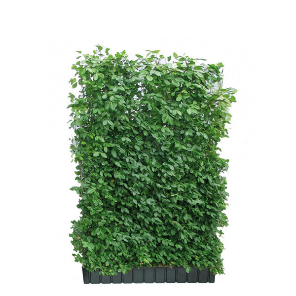 Siepe pronta: evonimo 'Coloratus' – Altezza 180 cm