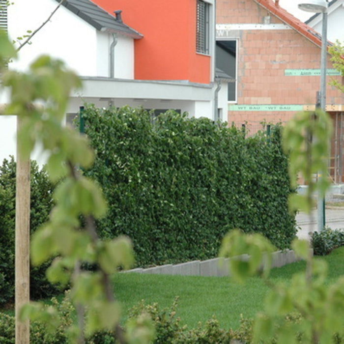 Siepe pronta: evonimo 'Coloratus' – dettaglio e in giardino