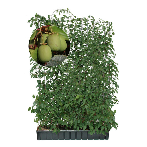 Siepe pronta: mini kiwi 'Geneva' – Altezza 180 cm