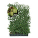 Siepe pronta: mini kiwi 'Geneva' – Altezza 180 cm