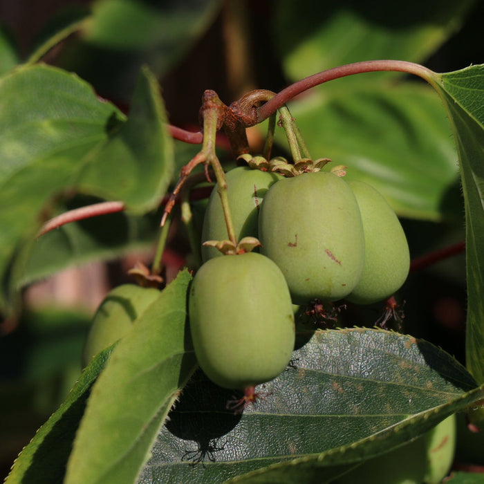 Siepe pronta: mini kiwi 'Geneva' – dettaglio e in giardino