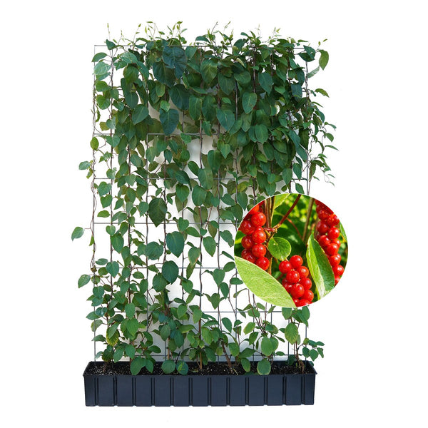 Siepe pronta: schisandra – Altezza 180 cm