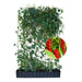 Siepe pronta: schisandra – Altezza 180 cm