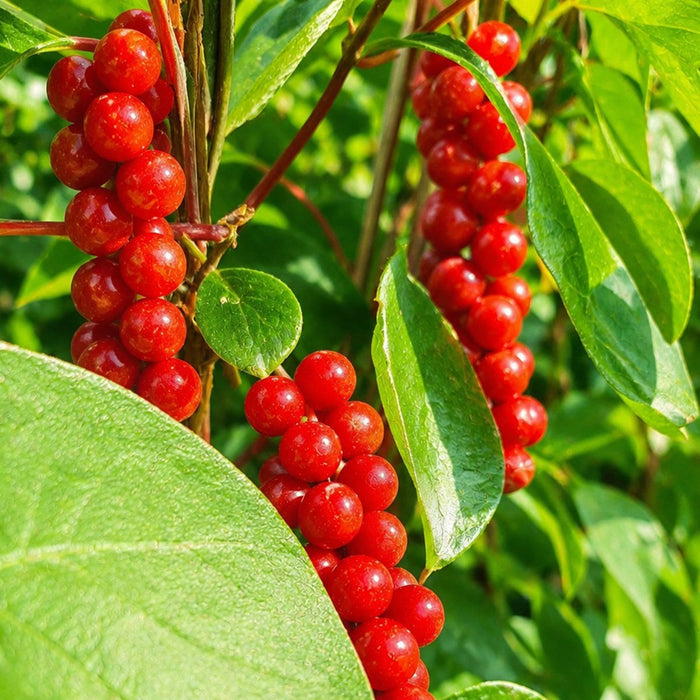 Siepe pronta: schisandra – dettaglio e in giardino