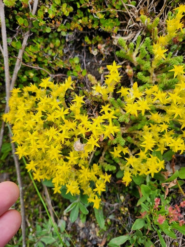 Stonecrop — Bild 4