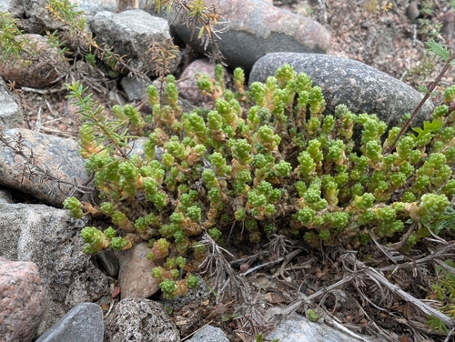 Stonecrop — Bild 2