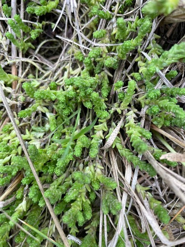 Stonecrop — Bild 5
