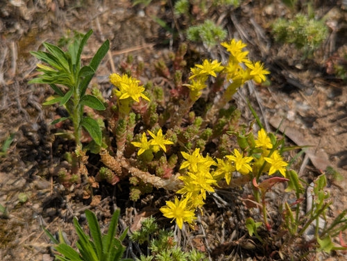 Stonecrop — Bild 3