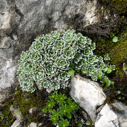 Sassifraga della borracina — Bild 2