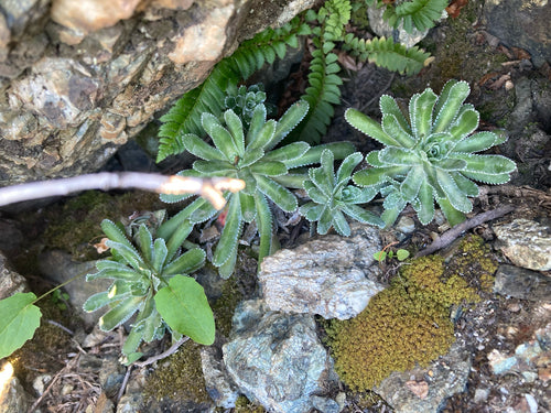 Sassifraga della borracina — Bild 3