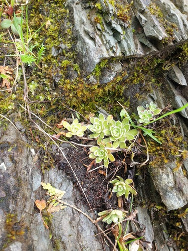Sassifraga della borracina — Bild 4
