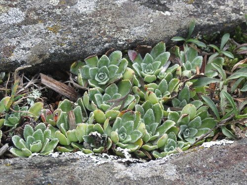 Sassifraga della borracina — Bild 5