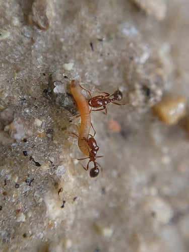 Feuerameisen - Bild 2