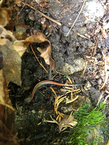 Salamandra pezzata — Bild 2