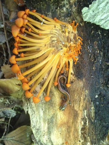 Salamandra pezzata — Bild 5