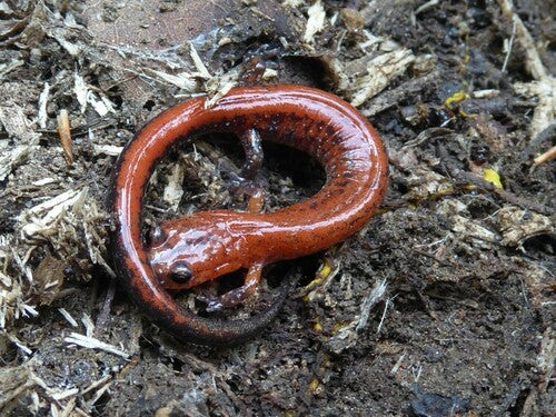 Salamandra pezzata — Bild 3