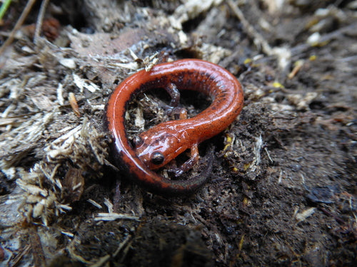Salamandra pezzata — Bild 4