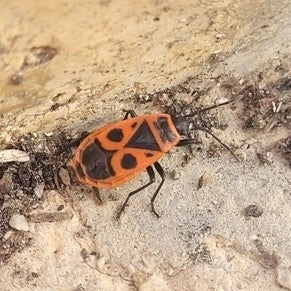 Firebug — Bild 5