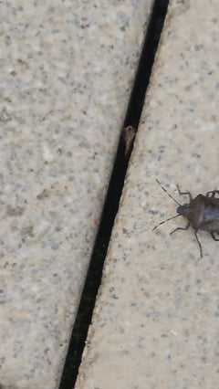 Cimice marmorizzata