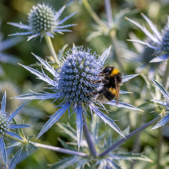 Blüte von Flachblättriger Mannstreu (Eryngium planum) in Nahaufnahme (KI-generiert)