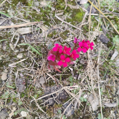 Kaethchen fiammeggiante — Bild 3