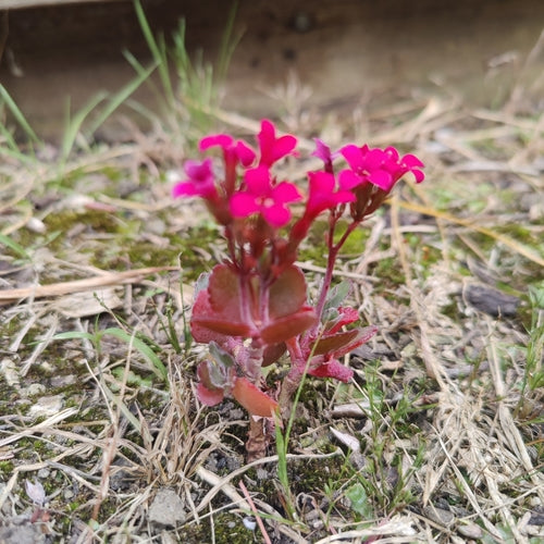 Kaethchen fiammeggiante — Bild 2