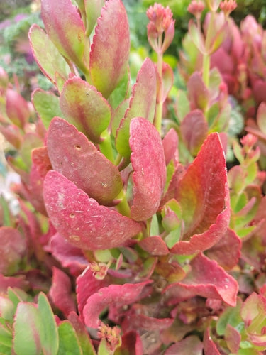 Kalanchoe — foto 1 di 6