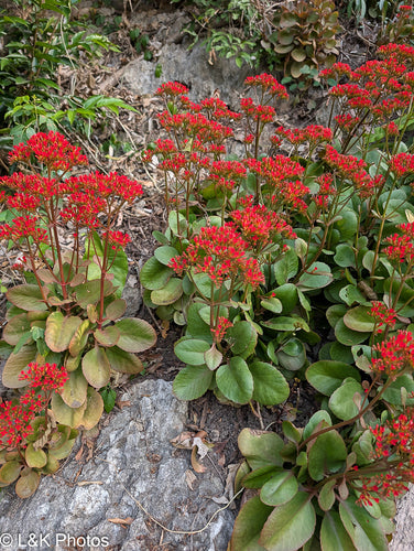 Kalanchoe — foto 4 di 6