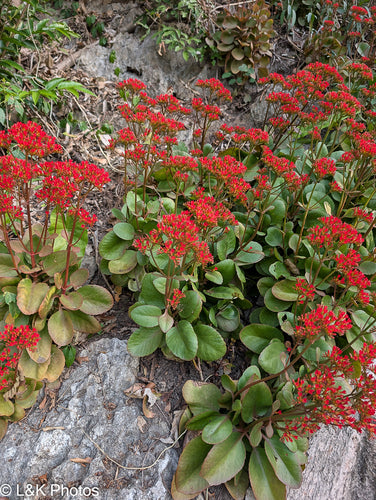 Kalanchoe — foto 5 di 6