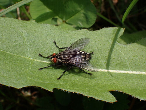 Mosca di carne — Bild 4