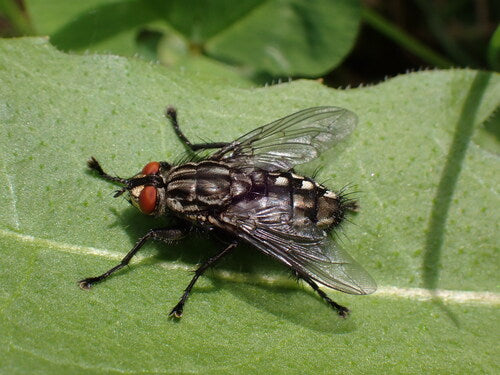 Mosca di carne — Bild 3