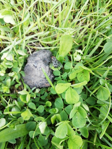 Mosca di carne — Bild 5