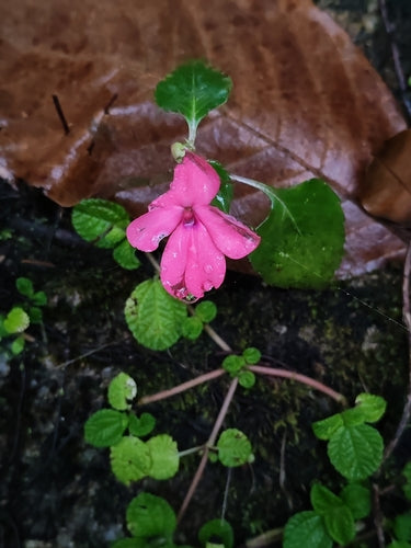 Lieschen laborioso — foto 2 di 48