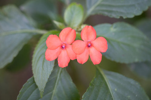 Fleissiges Lieschen - Bild 6