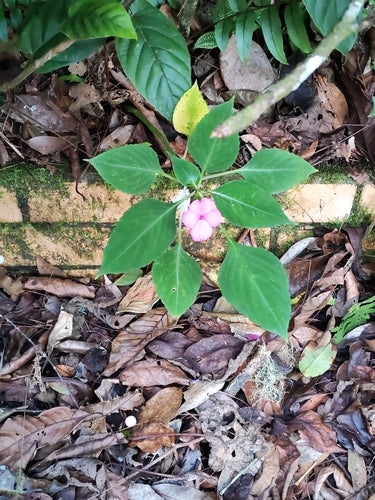 Lieschen laborioso — foto 3 di 48