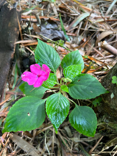 Fleissiges Lieschen - Bild 3