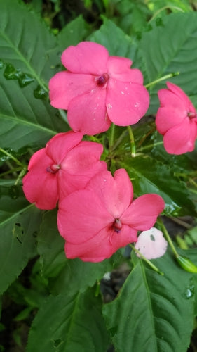 Fleissiges Lieschen - Bild 7