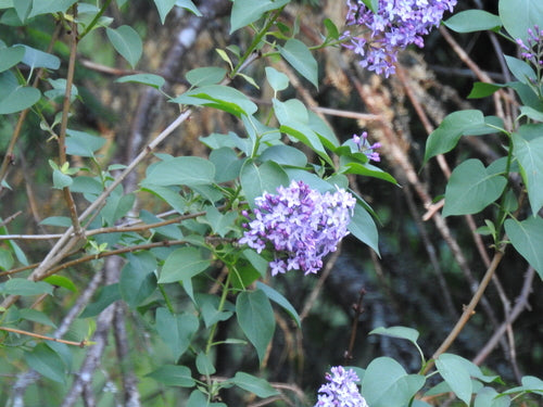 lilla — Bild 3