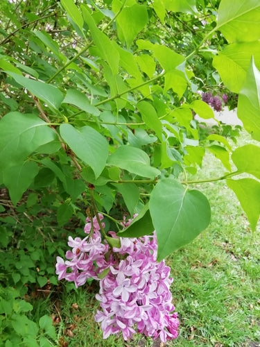 lilla — Bild 2