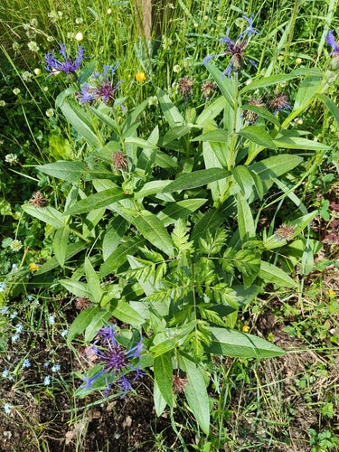 Fiordaliso — foto 4 di 52