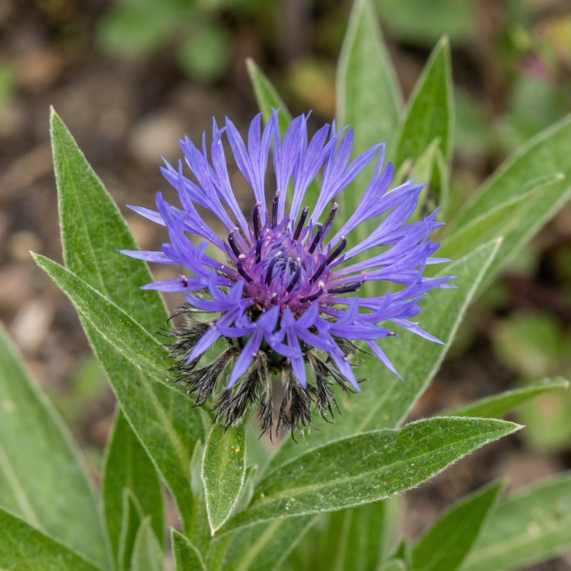 Fiordaliso