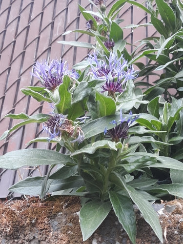 Fiordaliso — Bild 4