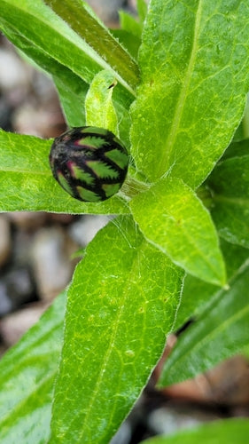 Fiordaliso — Bild 5